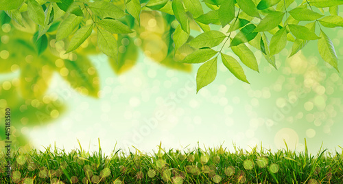 Fresh green leaves on spring blurred grass background with copy space. photo