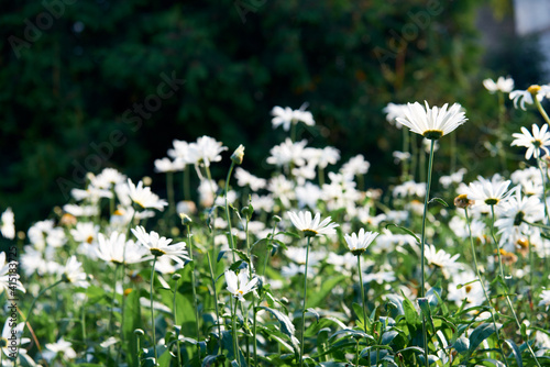White beautiful daisies on a field in green grass in summer. Oxeye daisy, Leucanthemum vulgare, Daisies, Dox-eye, Common daisy, Dog daisy, Moon daisy. Gardening concept photo