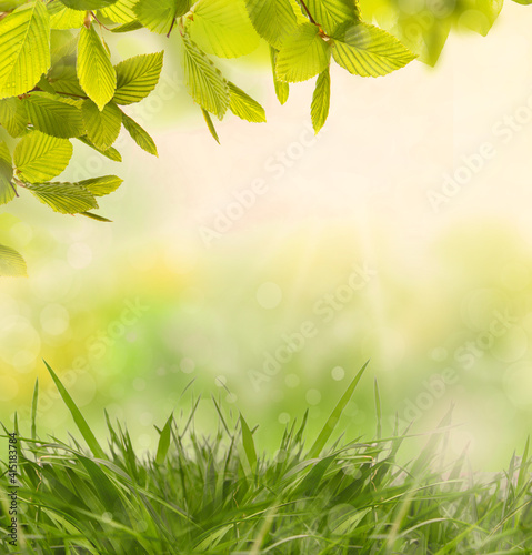Hazelnut leaves on a green spring landscape background outdoors.