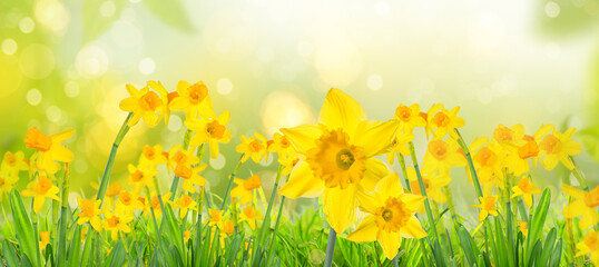 Yellow daffodils in spring background on bokeh blurred green,fresh landscape.