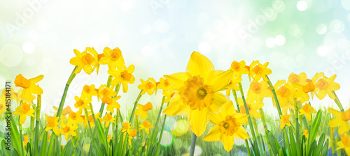 Fototapeta Naklejka Na Ścianę i Meble -  Spring Easter background with beautiful yellow daffodils.