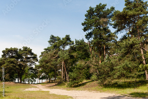 Obraz na płótnie Natuurgebied de Kampina, Nature area the Kampina w salonie