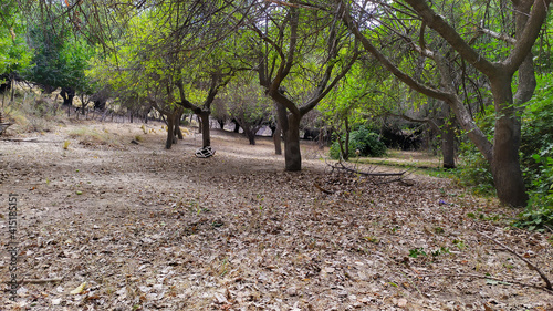 trees in the park