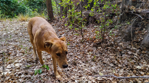 dog in the forest