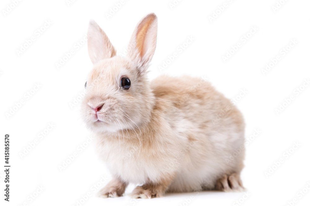 Little bunny in front of white background.