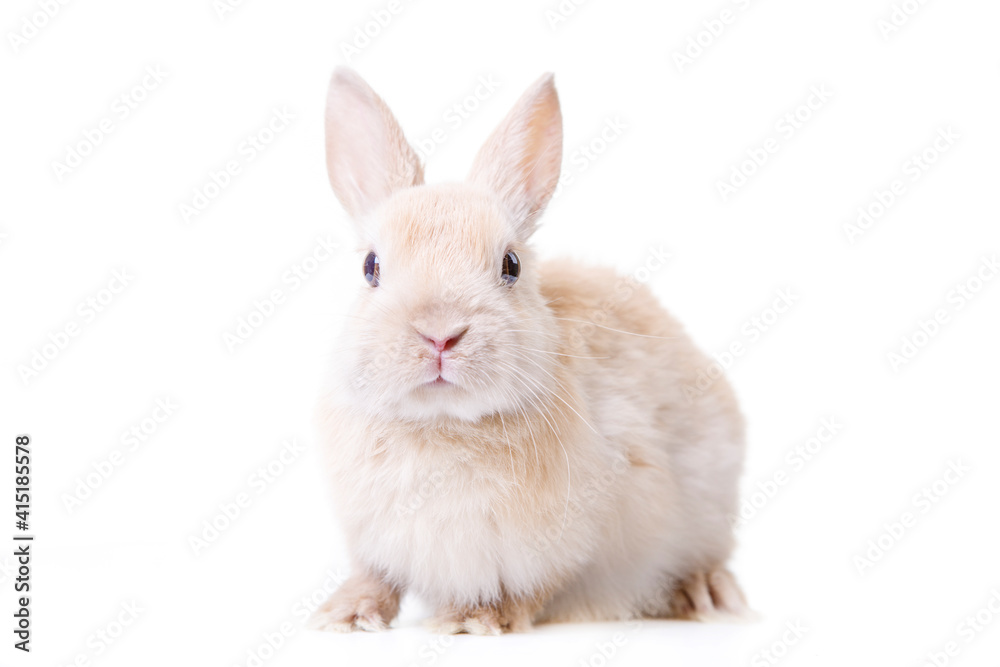 Portrait of a beige rabbit isolated on white background. Portrait of a beige rabbit isolated on white background.