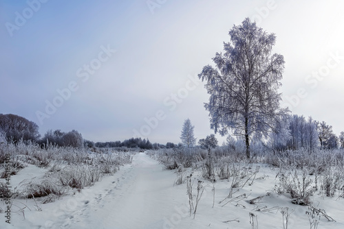 scinic view at winter road in a field covered with snow in a cloudy day, leadind to a frost forest on the background © Yaroslav