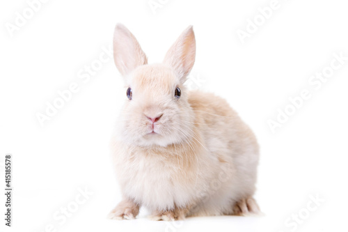 Portrait of a beige rabbit isolated on white background.