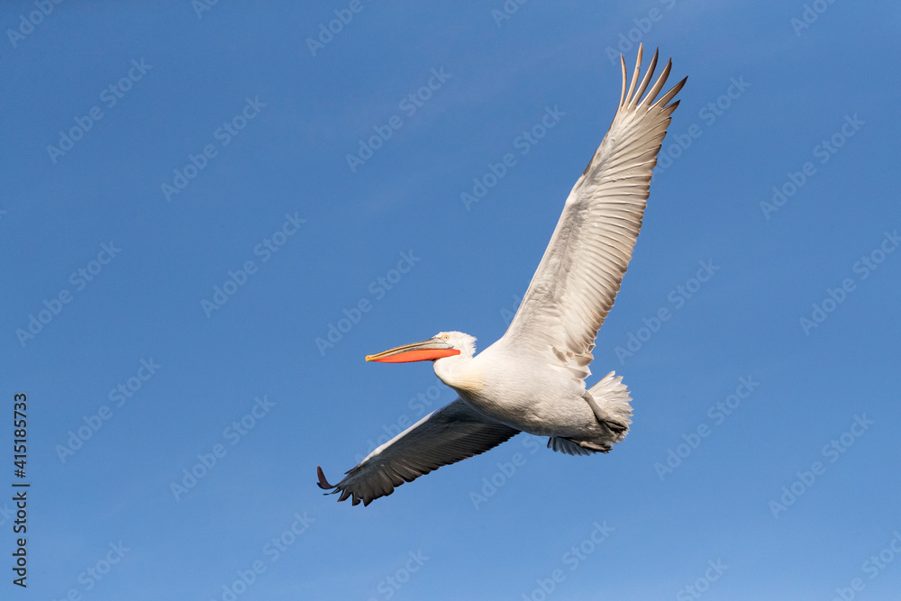 Fototapeta premium Kroeskoppelikaan, Dalmatian Pelican, Pelecanus crispus