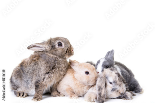 Group of cute bunny children photographed in front of isolated studio background.