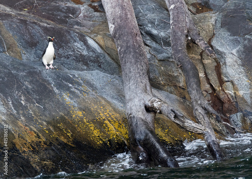 Fiordland Penguin, Eudyptes pachyrynchus photo