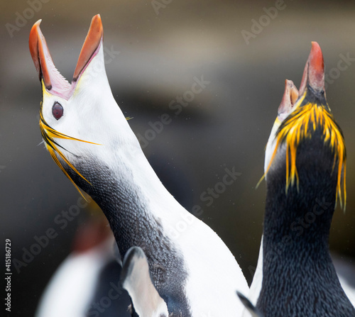 Royal Penguin, Eudyptes schlegeli photo