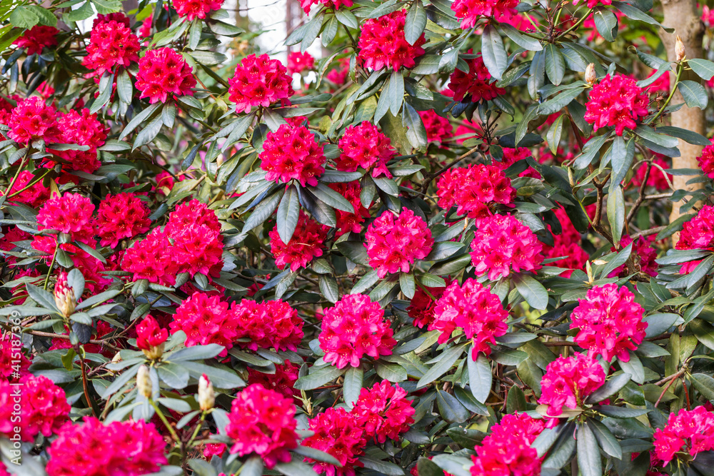 Red rhododendron Nova Zembla, lush bloom in the nursery of rhododenrons. Red rhododendron Nova Zembla, lush bloom in the nursery of rhododenrons.