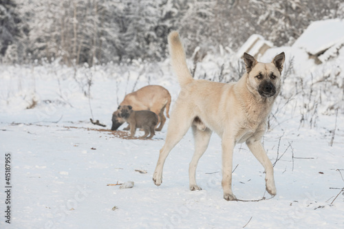 A pack of stray light of dogs eating dry food outdoors in the winter. Hungry dogs.