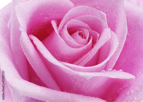 Beautiful light pink rose background with water droplets