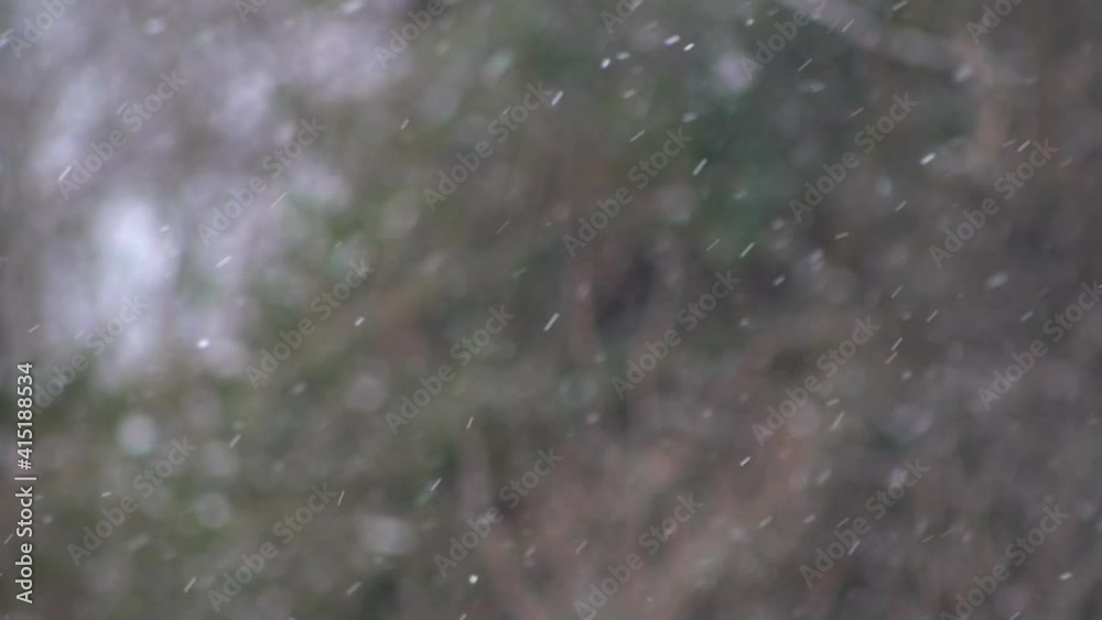 Fast falling and whirling snowflakes in a park in Scotland. Close-up shot Fast falling and whirling snowflakes in a park in Scotland. Close-up shot