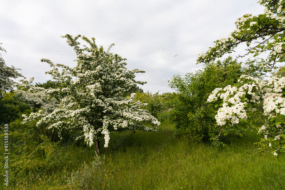 Fototapeta premium Meidoorn, Hawthorn, Crataegus