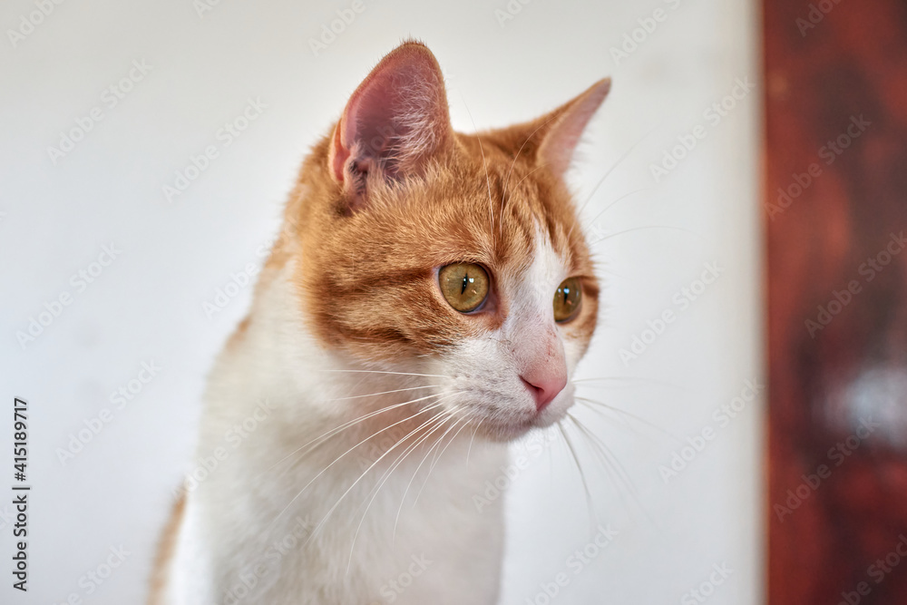 A portrait of a cute white and ginger cat