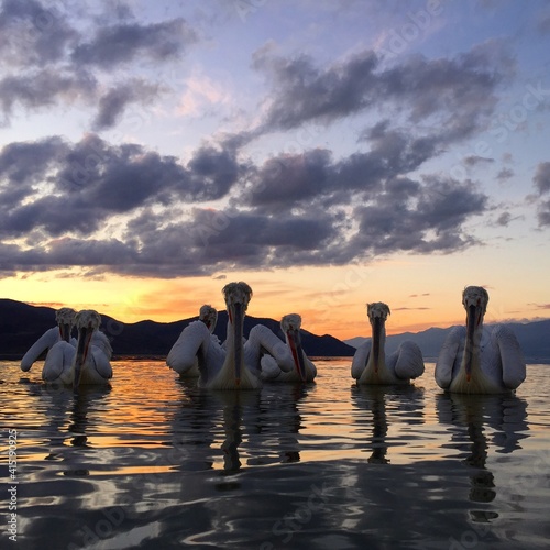 Kroeskoppelikaan, Dalmatian Pelican, Pelecanus crispus