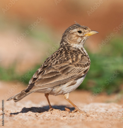 Kleine Kortteenleeuwerik, Lesser Short-toed Lark, Alaudala rufescens apetzii