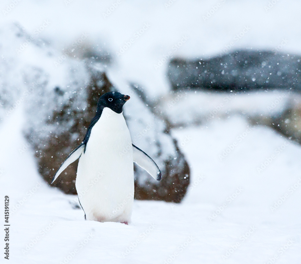 Fototapeta premium Adelie Pinguin, Adelie Penguin, Pygoscelis adeliae