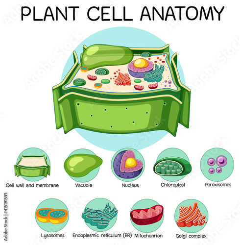 Anatomy of plant cell (Biology Diagram)