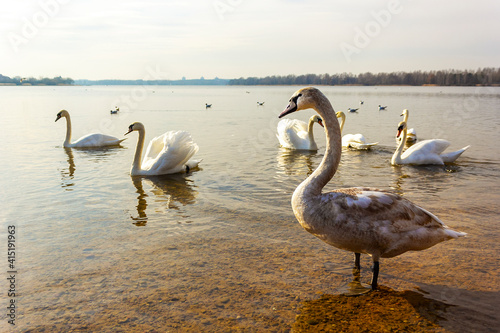 In warm spring weather  many white swans swim on the lake