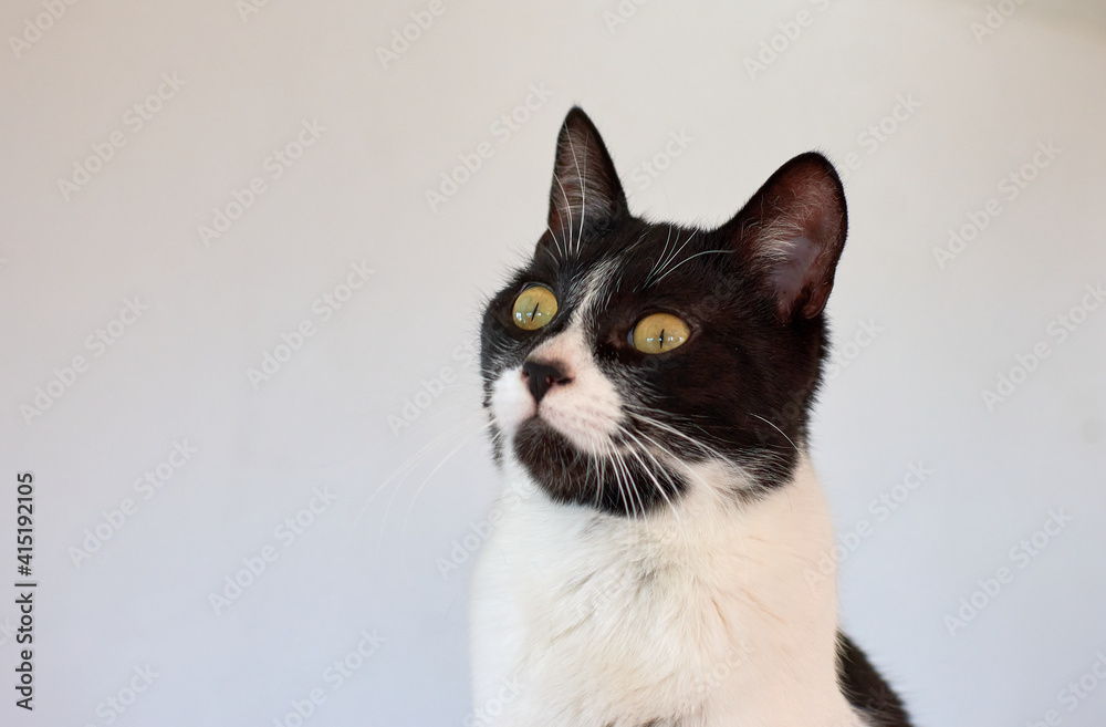 A portrait of a black and white cat A portrait of a black and white cat