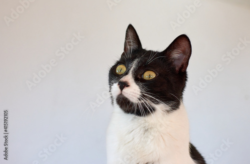 A portrait of a black and white cat