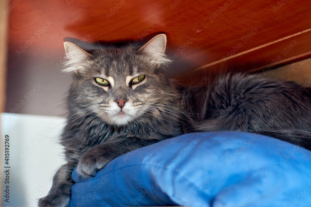 Naklejka premium A grey cat lying on a blue pillow under a table