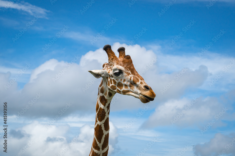 Fototapeta premium giraffe in the sky