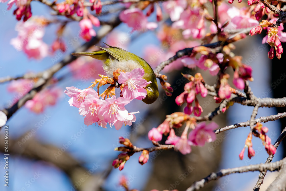Japanese White-eye With Cherry Blossom(Japanese Name Is Kawazu-zakura) At Shibuya, Tokyo, Japan Japanese White-eye With Cherry Blossom(Japanese Name Is Kawazu-zakura) At Shibuya, Tokyo, Japan