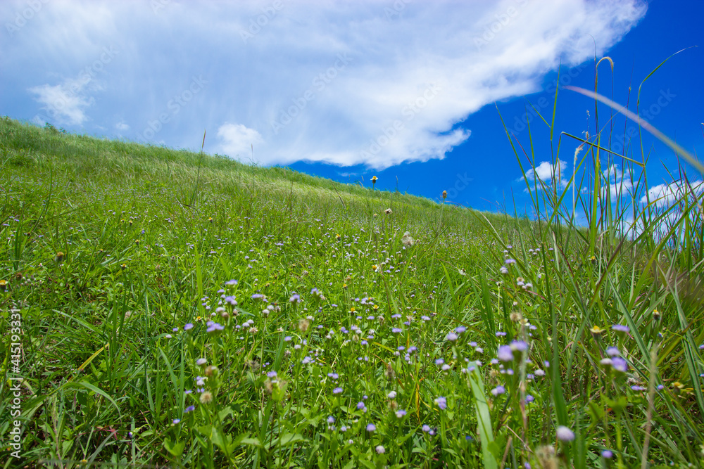 grass and sky grass and sky