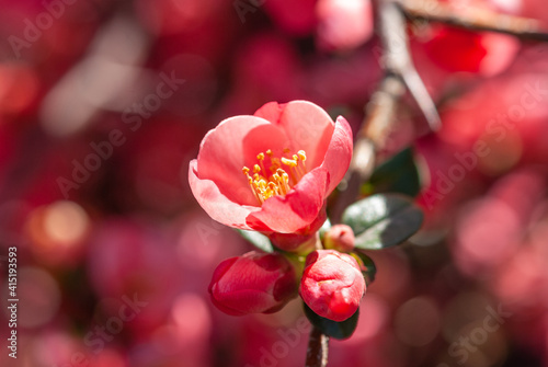 Close-up of red Blossom flowers on the branch. Apple blossom. Flowering crabapple blooms.