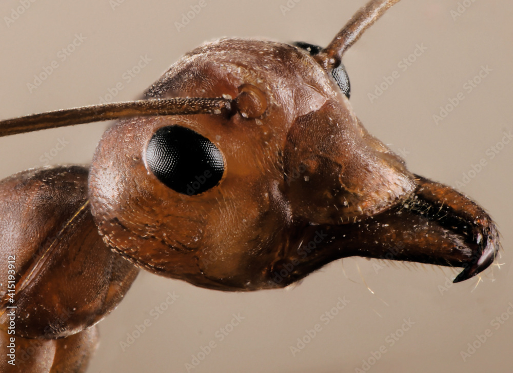 close up of a red ant face in white Stock Photo | Adobe Stock