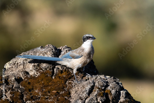 Blauwe Ekster, Iberian Magpie, Cyanopica cooki photo