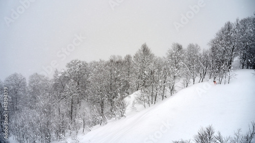 Snow covered trees in forest in a cold winter day, located in Krasnaya Polyana, Sochi, Russia. © vadim_ozz