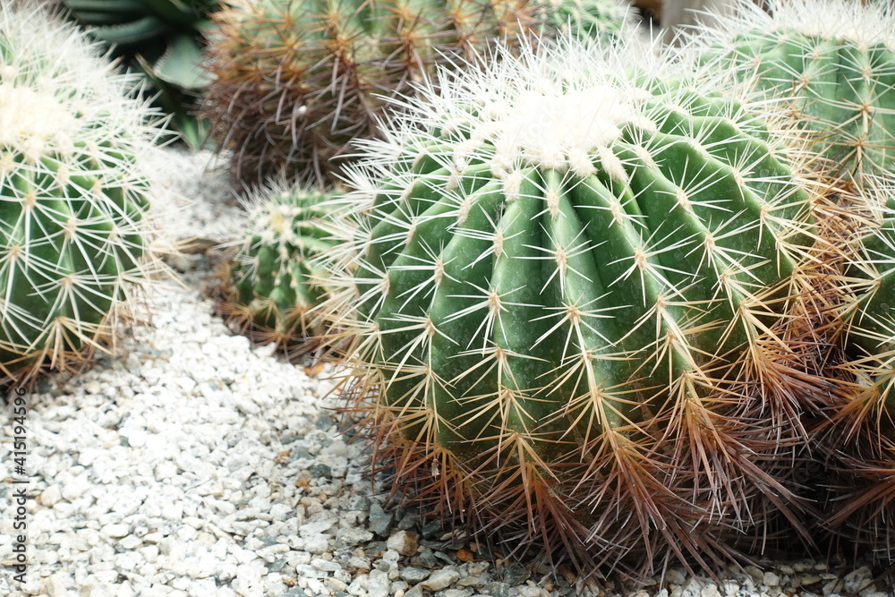 Closeup of cactus green or Echinopsis calochlora in the garden Closeup of cactus green or Echinopsis calochlora in the garden