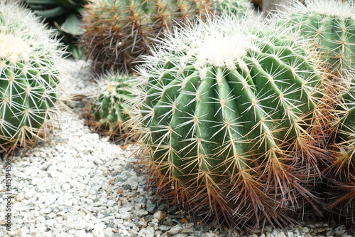 Closeup of cactus green or Echinopsis calochlora in the garden  