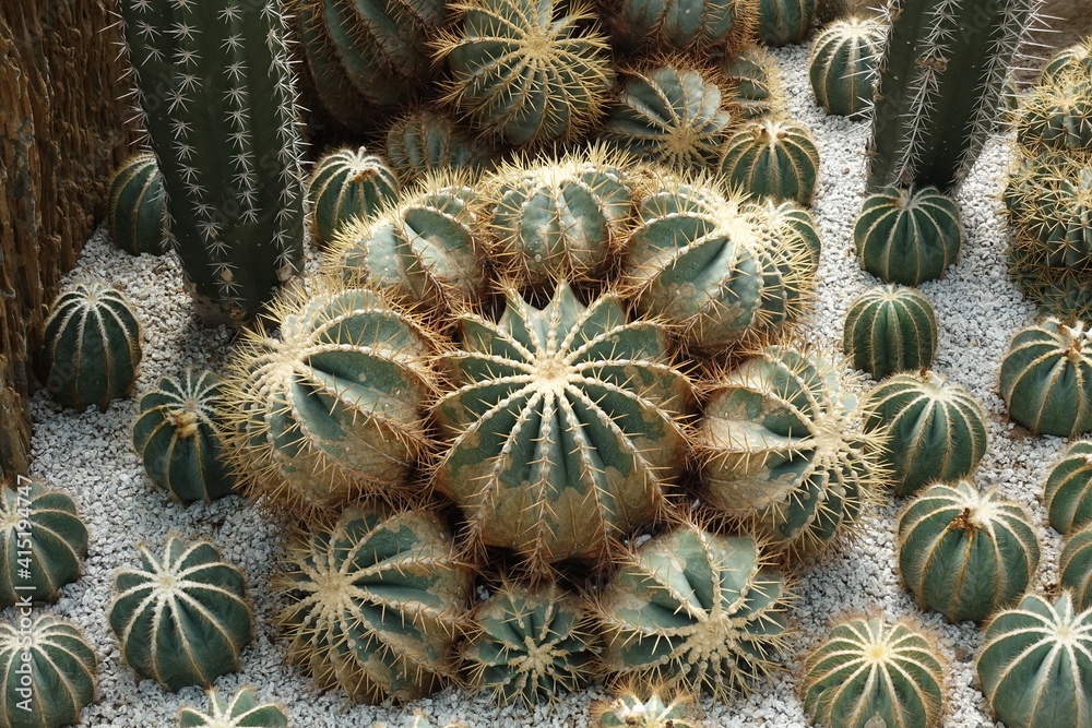 Closeup of cactus or Echinopsis calochlora in the garden Closeup of cactus or Echinopsis calochlora in the garden