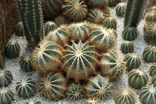Closeup of cactus or Echinopsis calochlora in the garden  