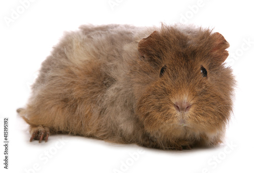 Domestic Guinea Pig