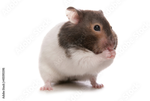 Syrian Hamster