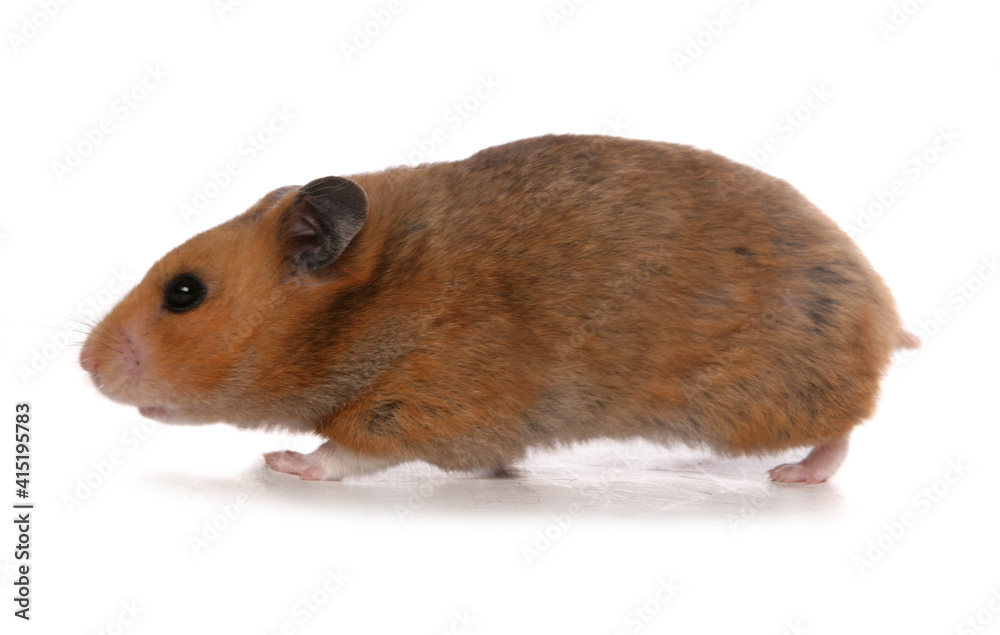 Syrian Hamster Syrian Hamster