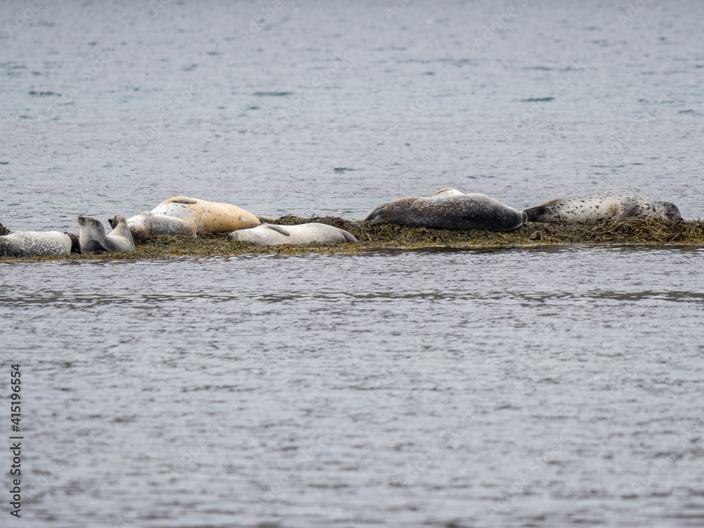Fototapeta premium Harbor or Common Seal near Hvitanes at the coast of Iceland. The Westfjords (Vestfirdir) near Isafjordur.