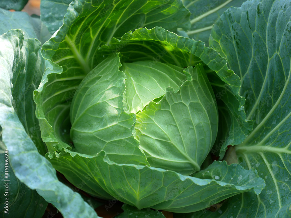 closeup green cabbage organic farm in Myanmar basic food closeup green cabbage organic farm in Myanmar basic food