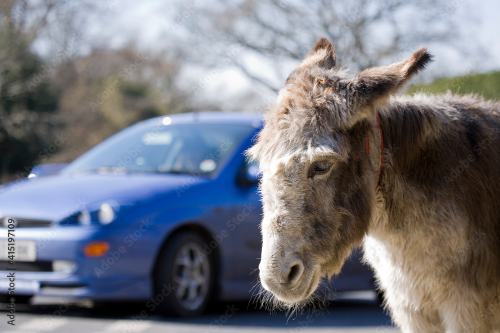 Fototapeta premium Donkey