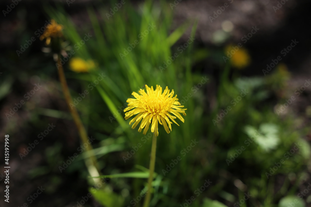 A small yellow dandelion flower has bloomed in the yard. A small yellow dandelion flower has bloomed in the yard.
