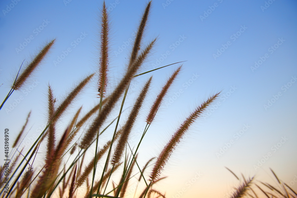 Closeup Grass flowers in the time the sun is near to set in the evening. Closeup Grass flowers in the time the sun is near to set in the evening.