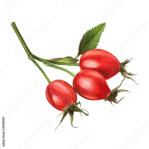 Beautiful illustration of rosehips fruit on a branch isolated on white background photo